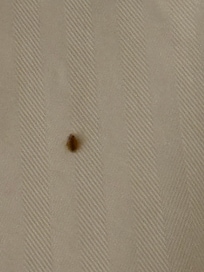 Same bug found in 2nd room