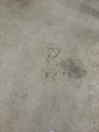 Stained carpet