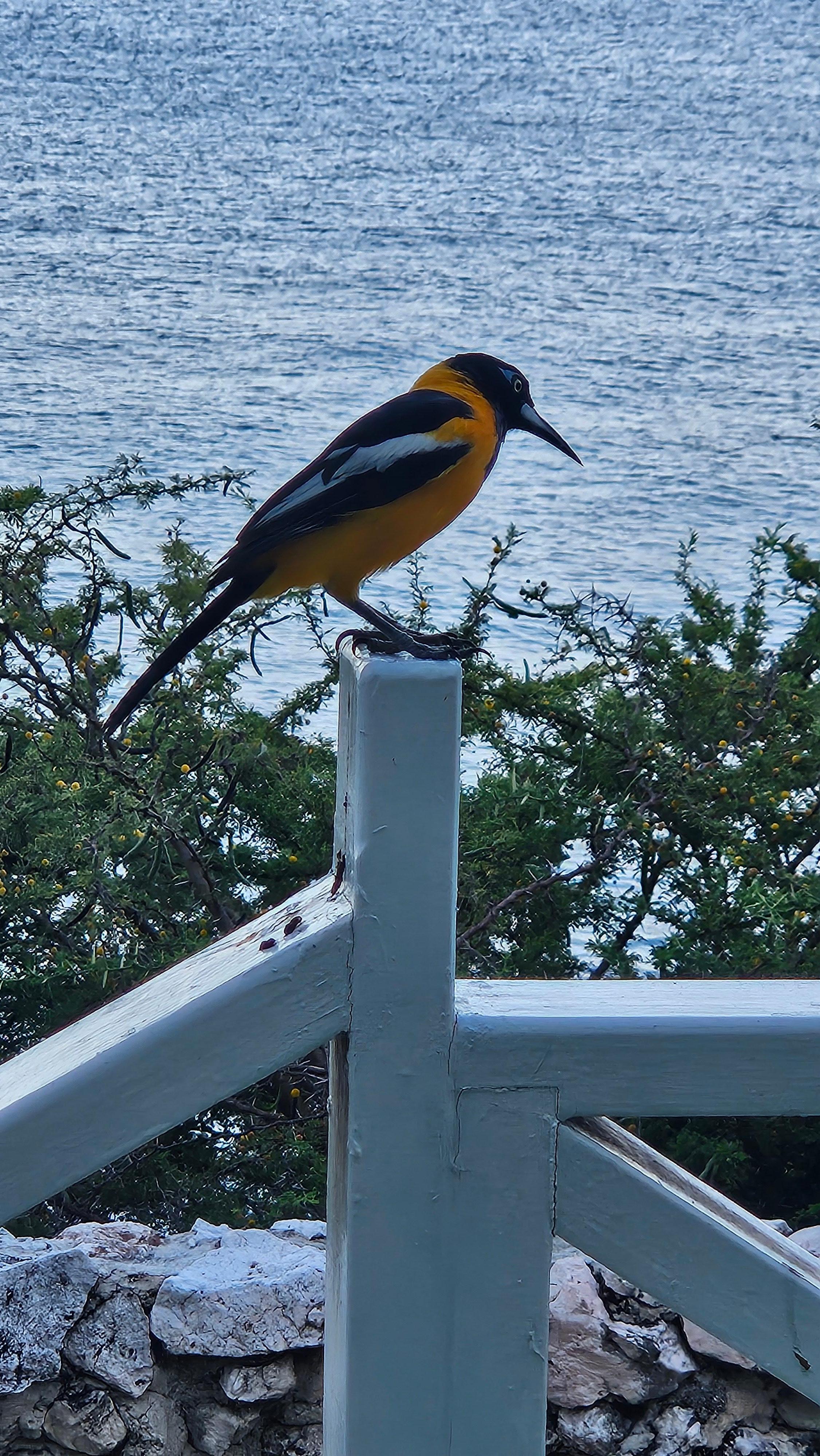 Early morning visitors