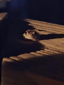 Our little frog visitor
