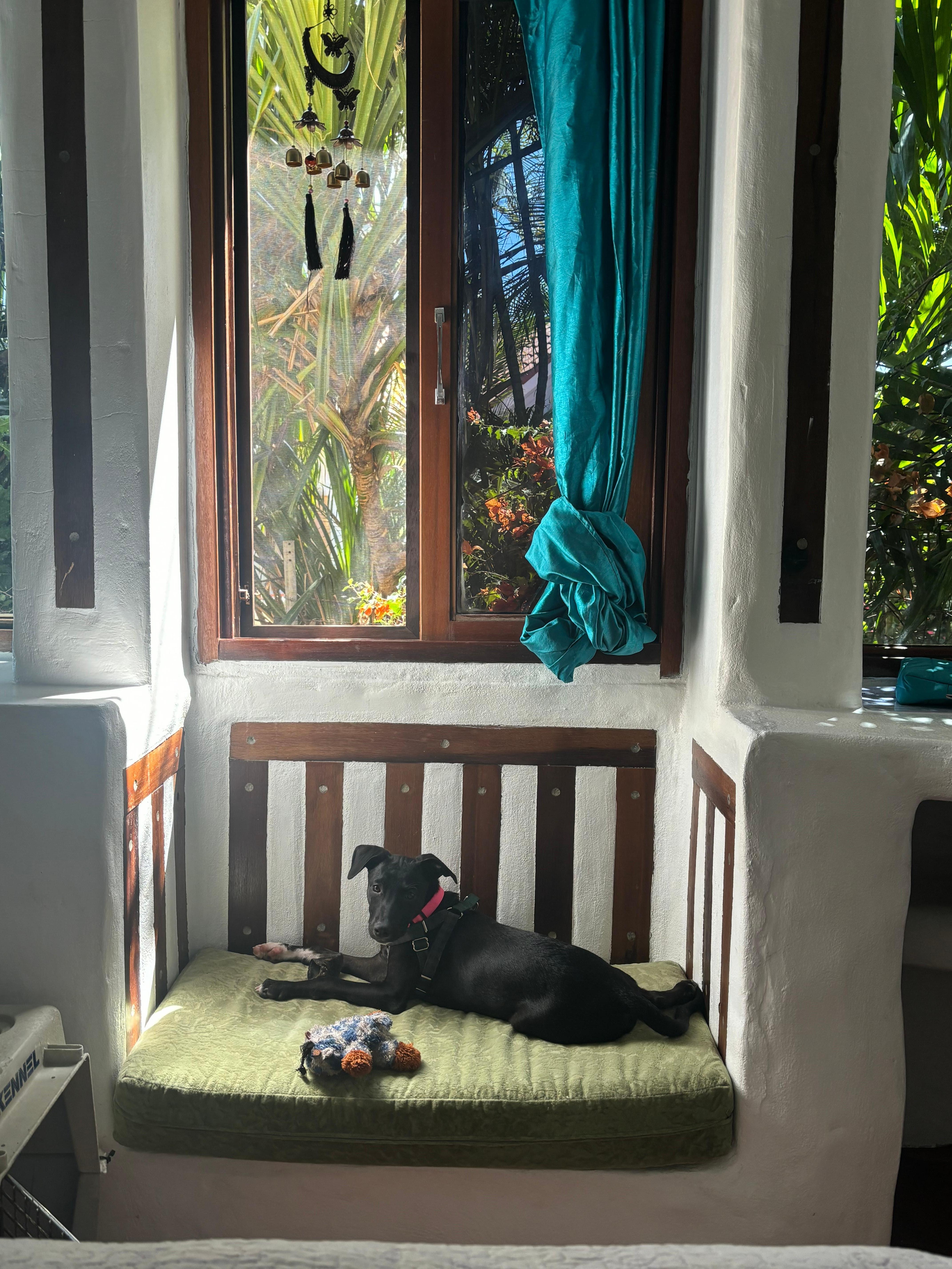 So grateful I could have my beloved pup. 