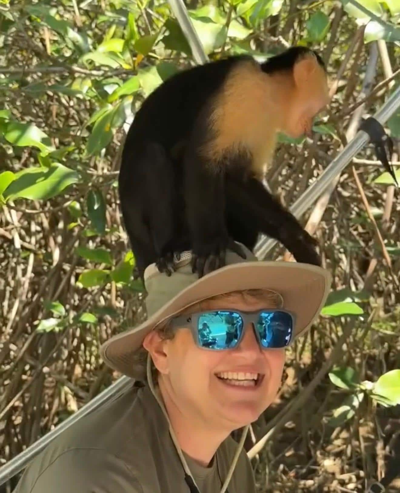 Monkeys in the mangroves 