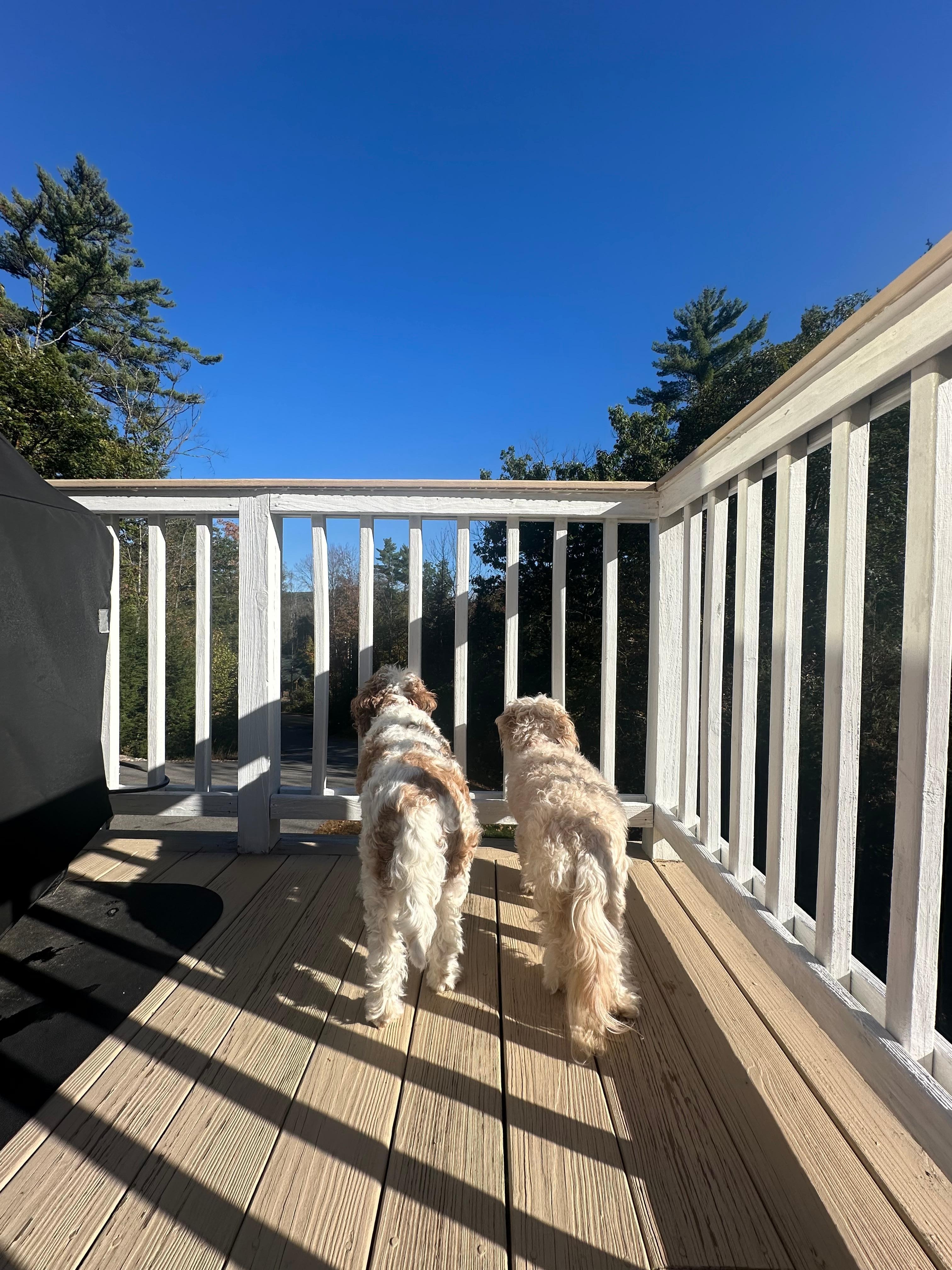 Our pups Caeden and Daisy exploring the deck