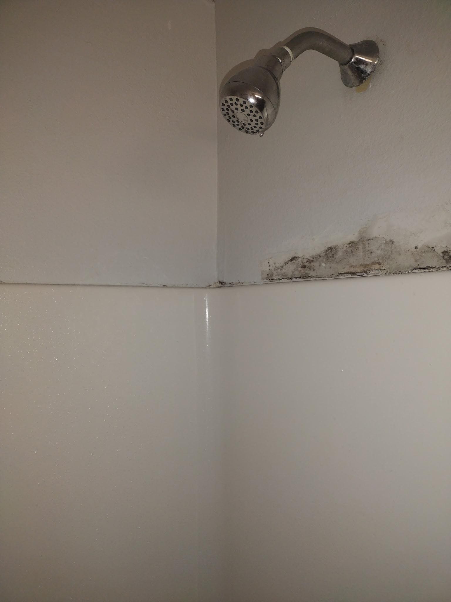 Bathroom mold