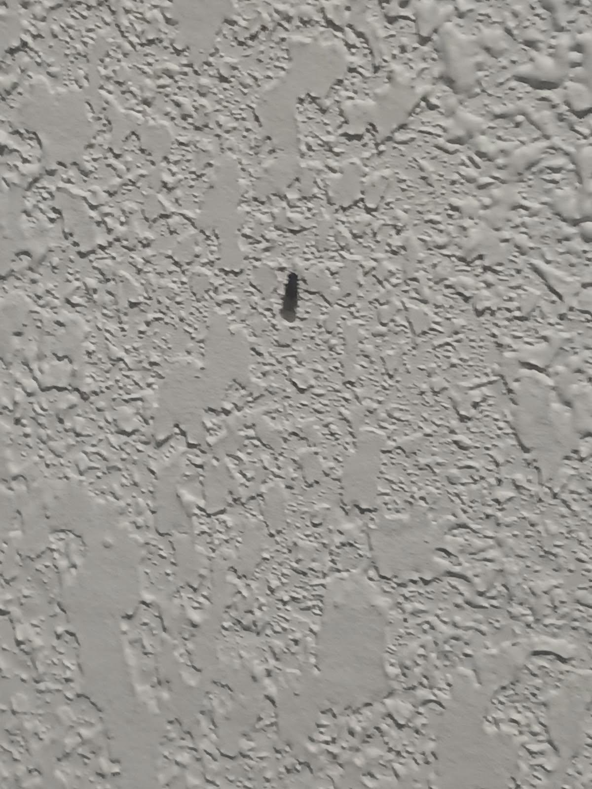 Bugs