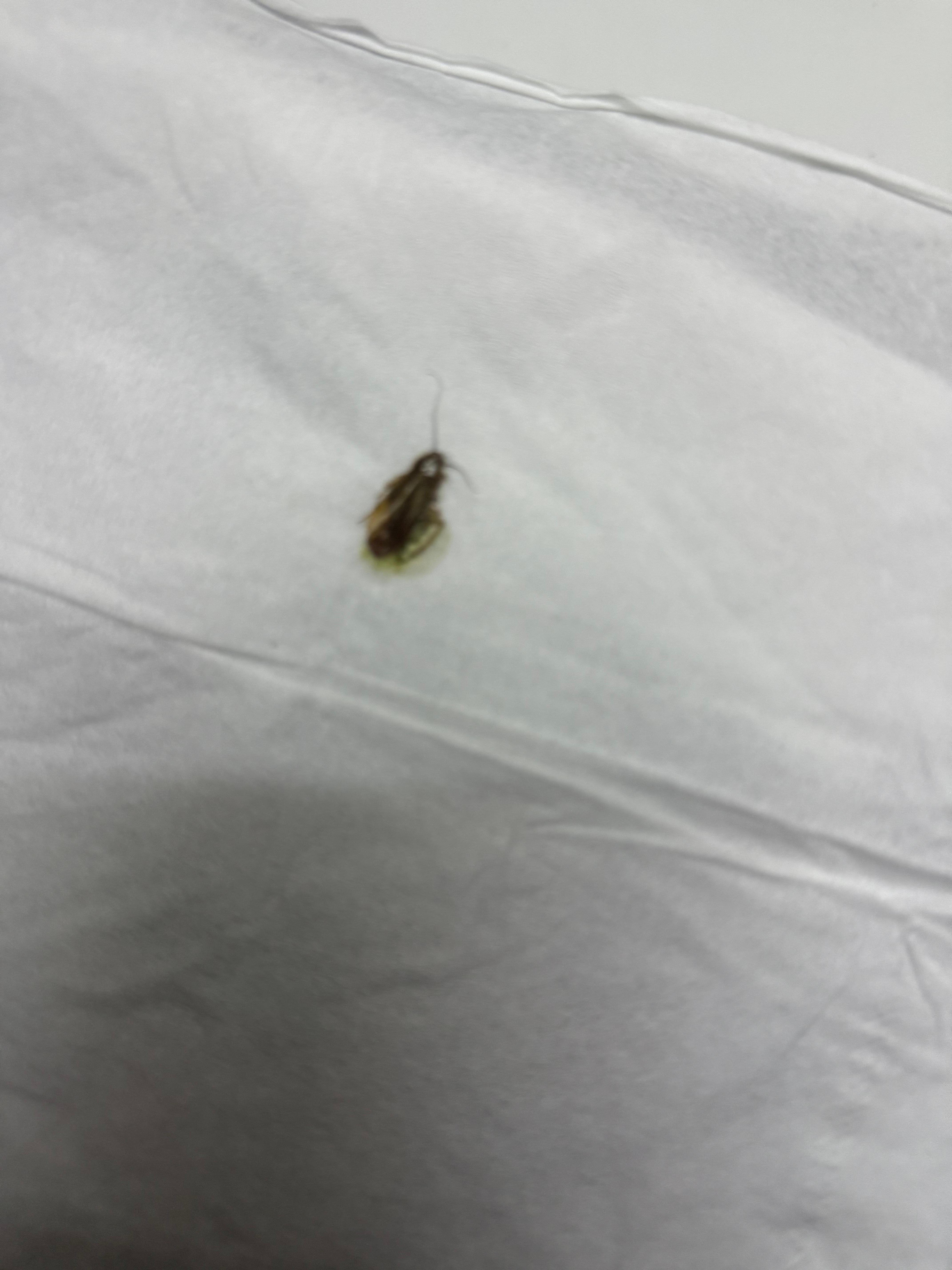 Roach