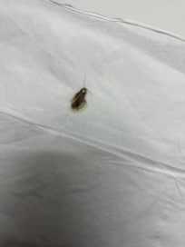 Roach