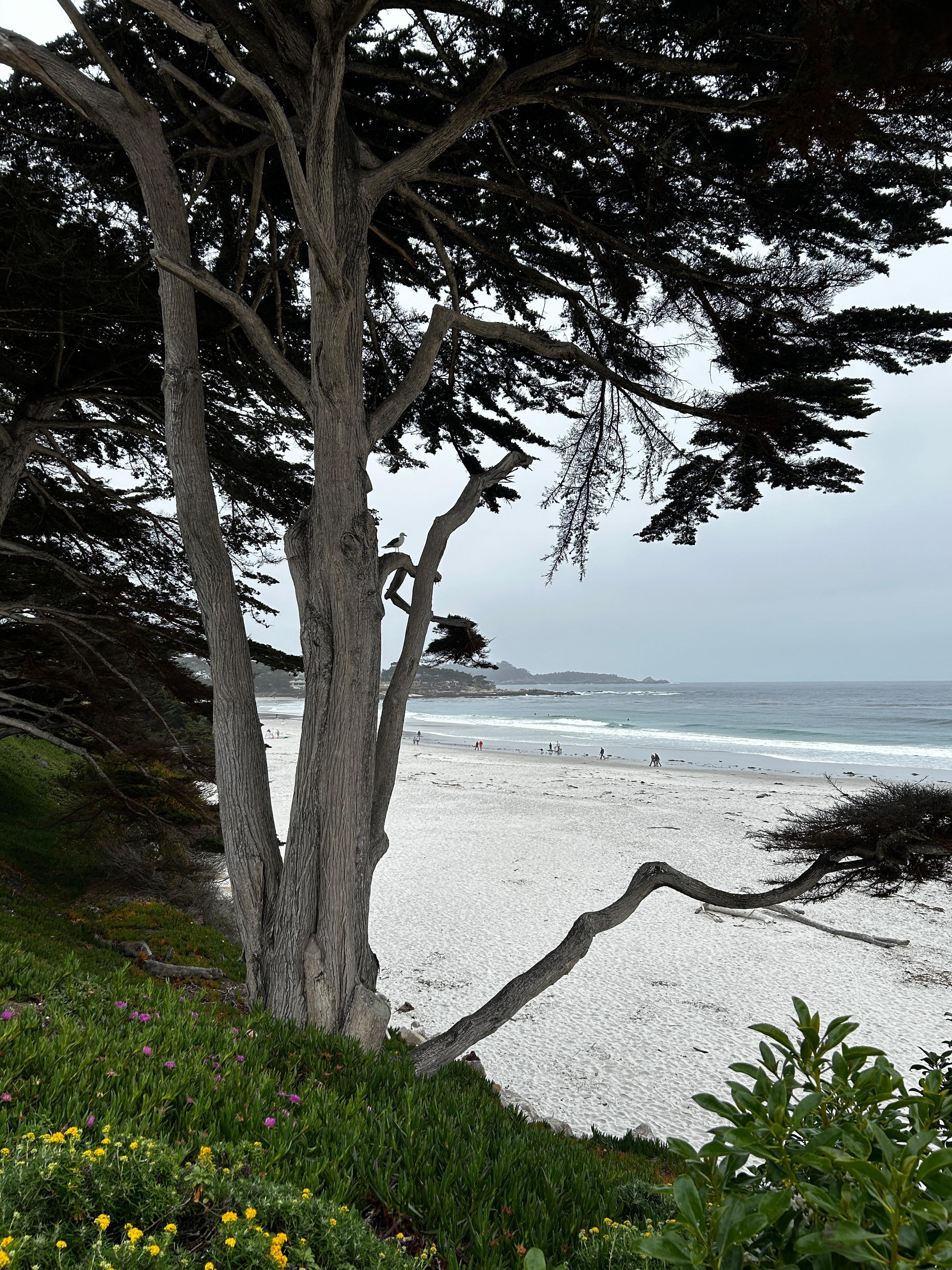 Carmel beach