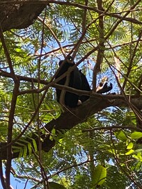 Monkeys outside our room