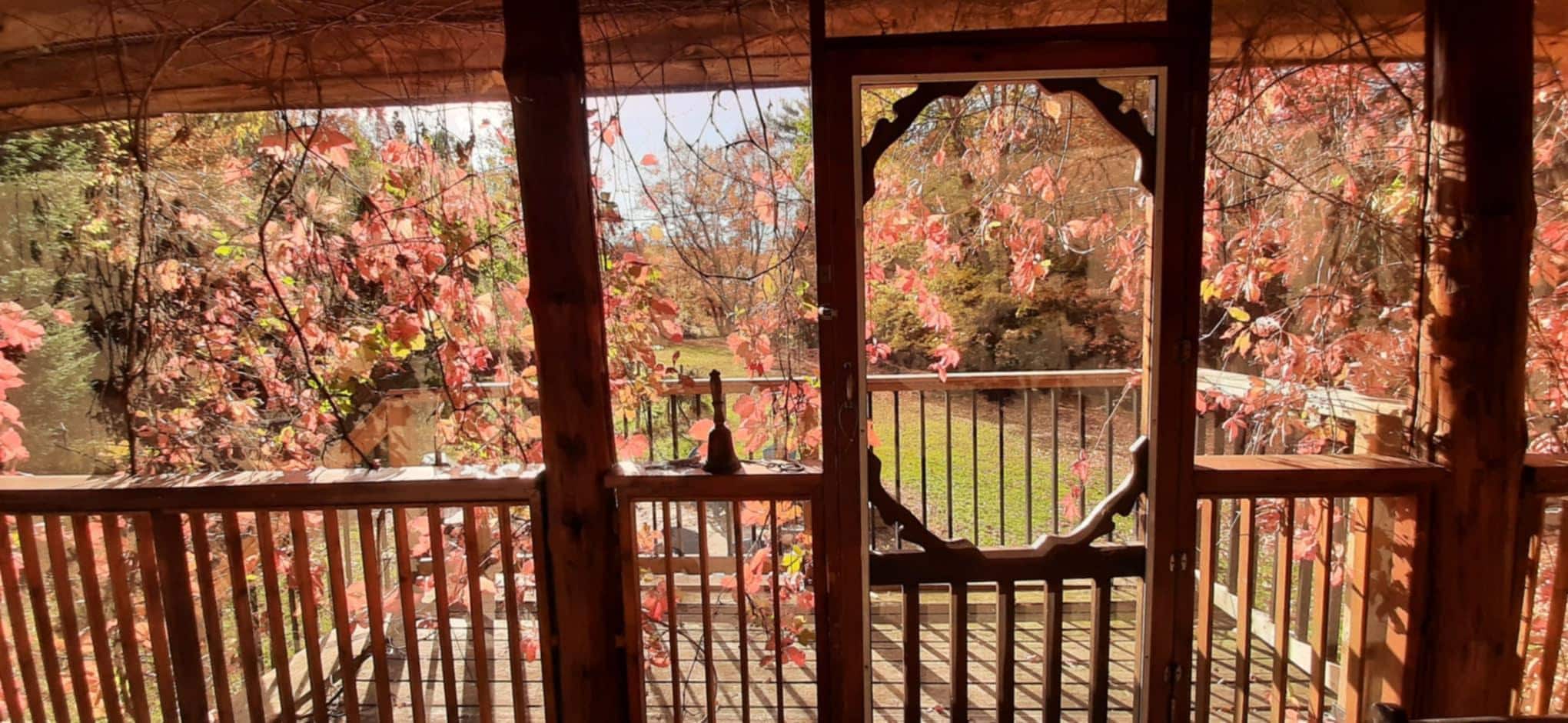 The view from the screened back porch.