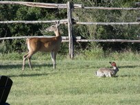 Jackrabbits eat the deer corn as well