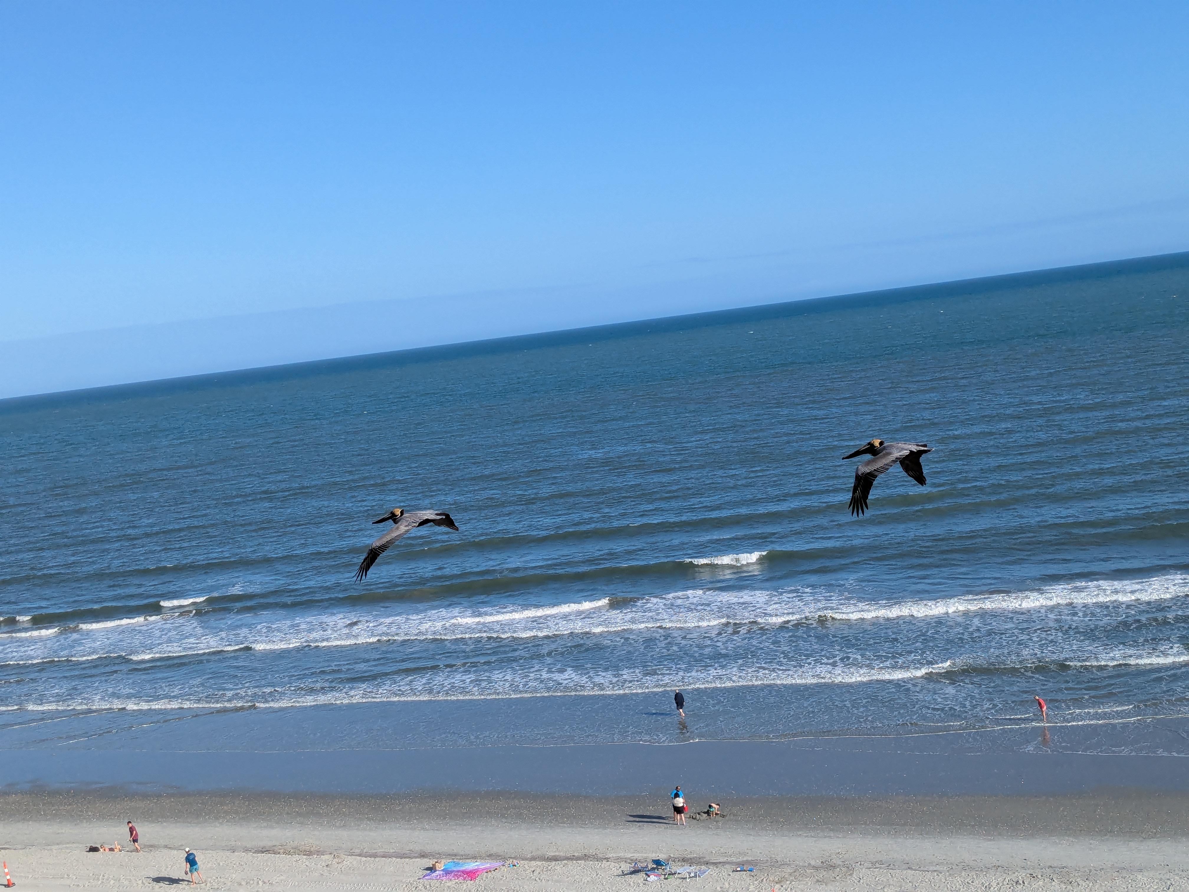 Pelicans flying in front of our balcony.