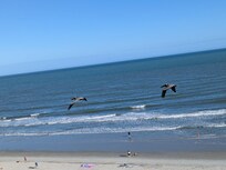 Pelicans flying in front of our balcony.
