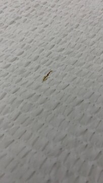Unknown brown spot on the bed sheet.