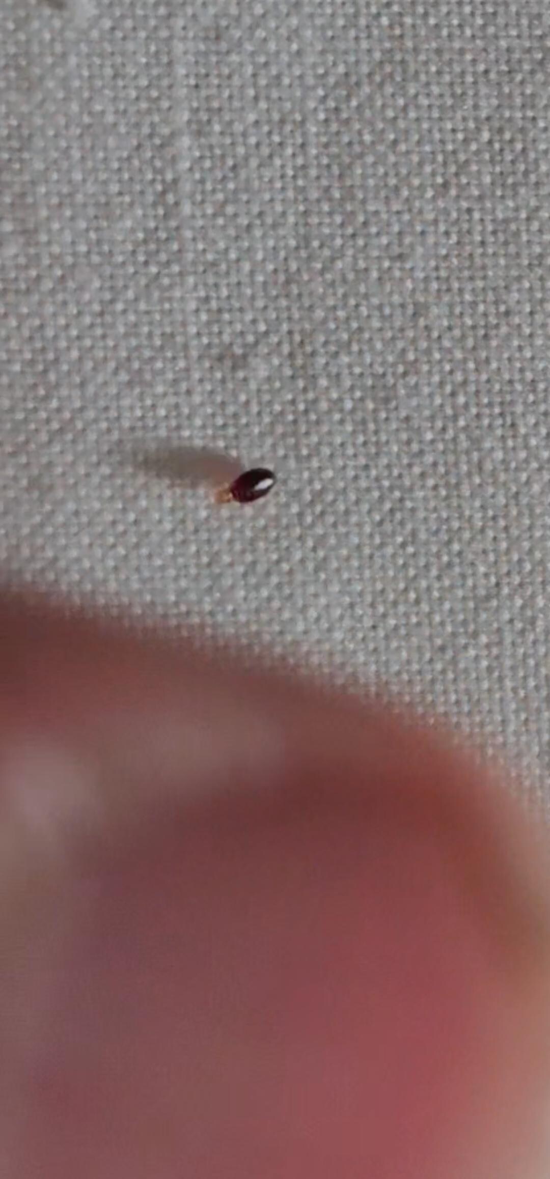 Just for variety ... this is a flea.