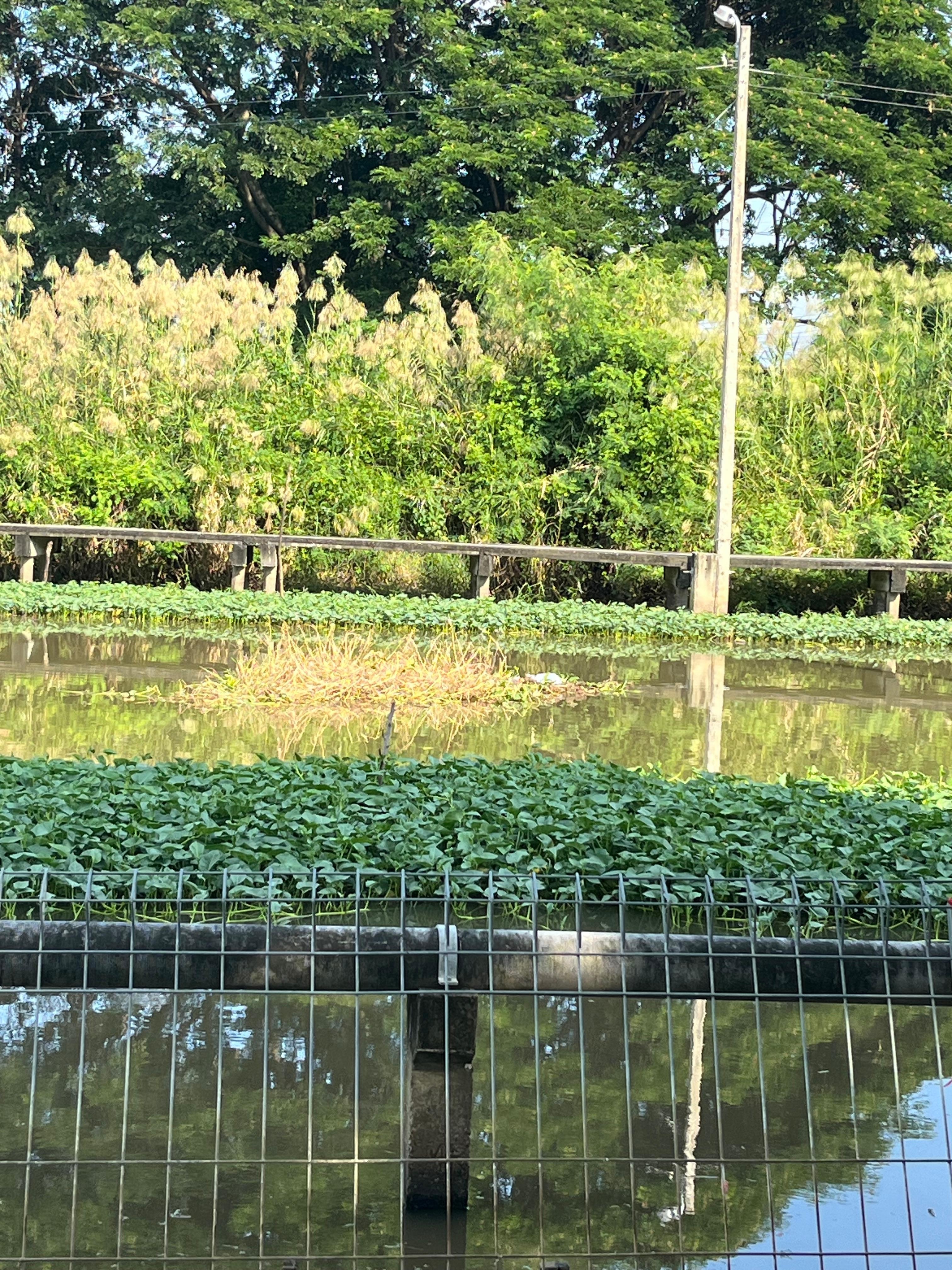 Watch the birds and fish jumping 