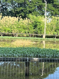 Watch the birds and fish jumping