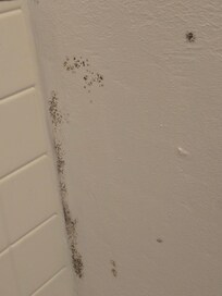 Black mold in shower