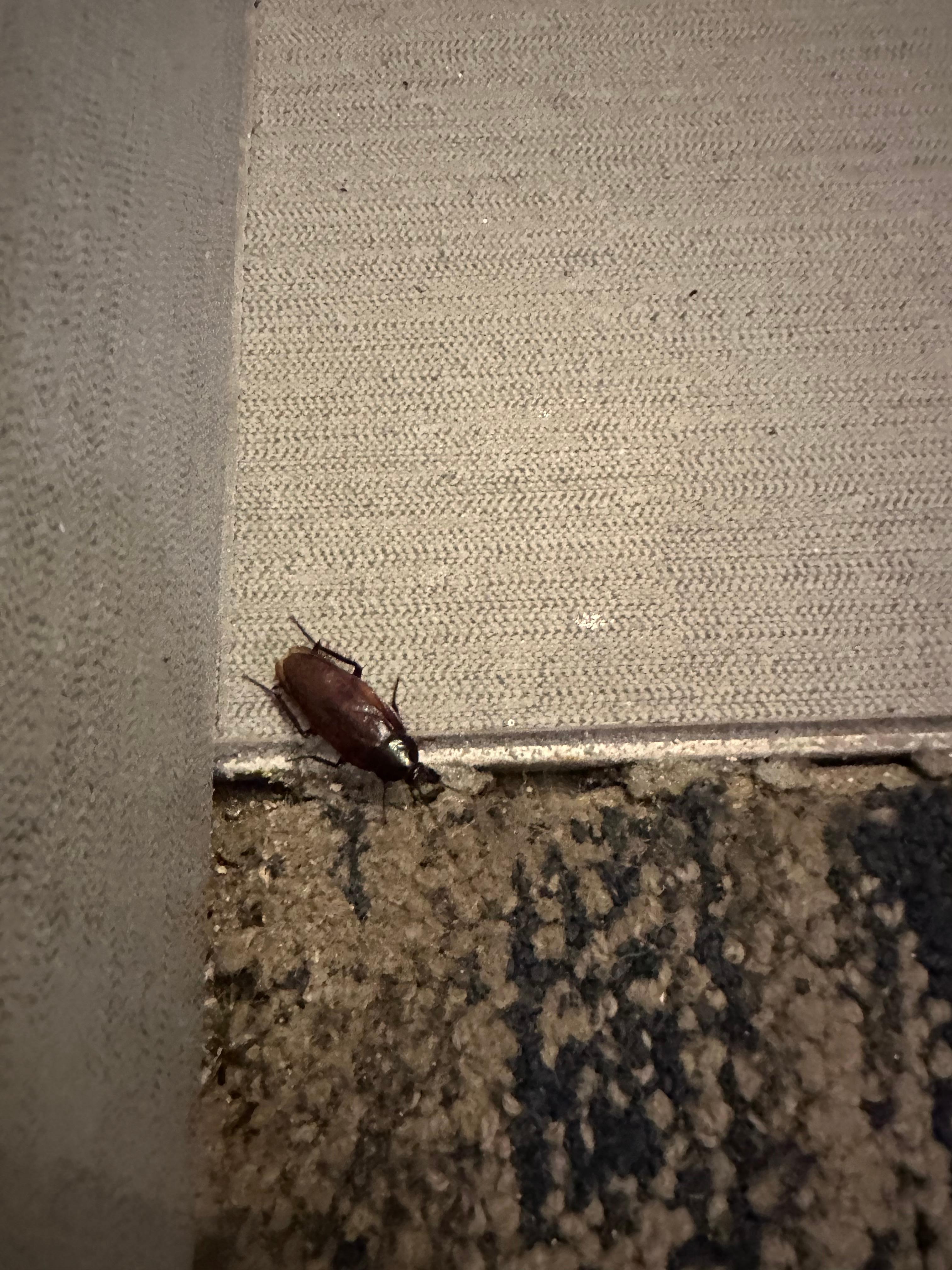 Cockroach at the 6th floor ice machine area.