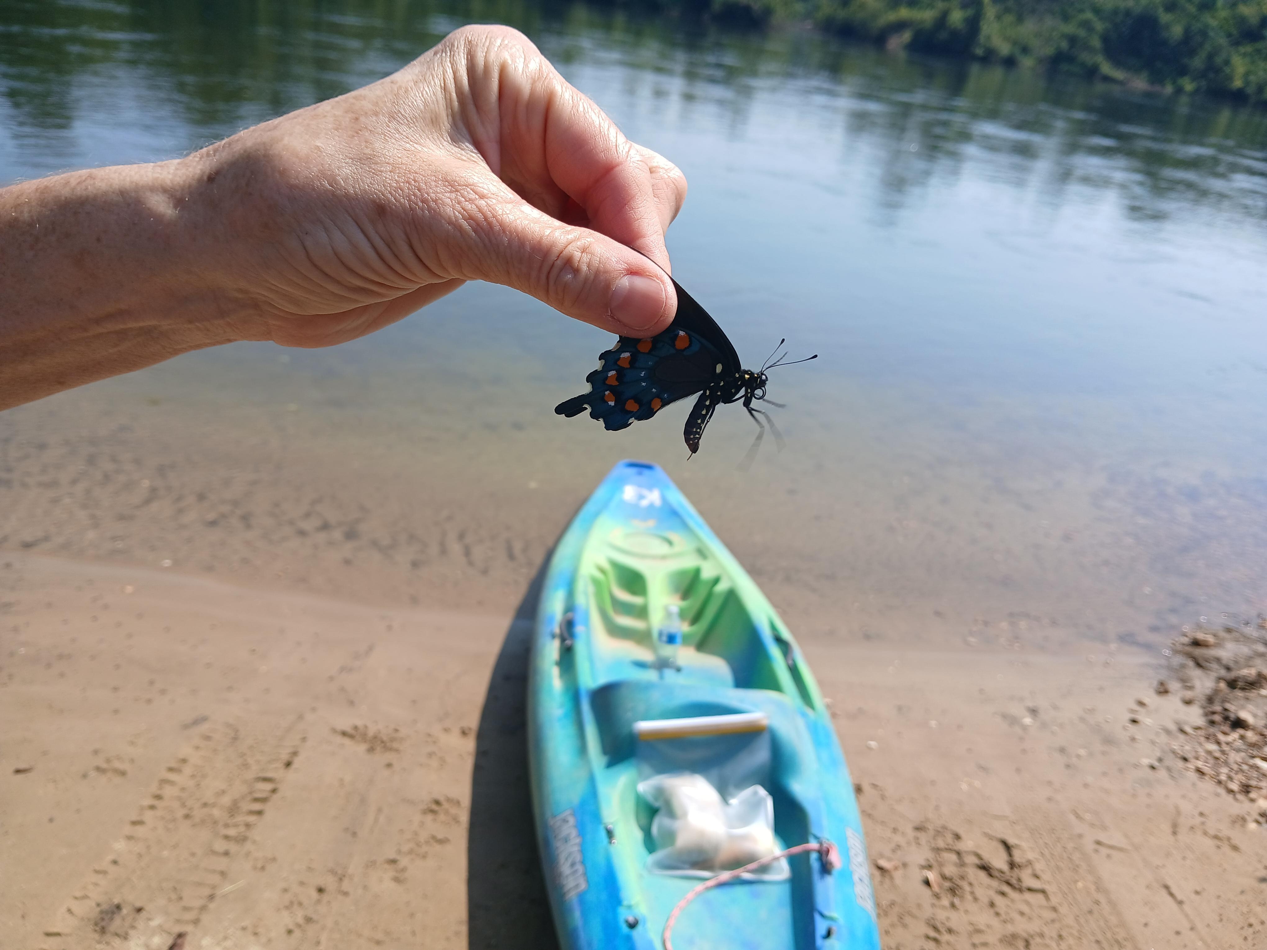 Lots of beautiful blue and black 🦋!!!