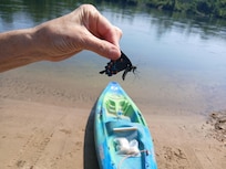 Lots of beautiful blue and black 🦋!!!