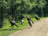 Turkeys at the entrance