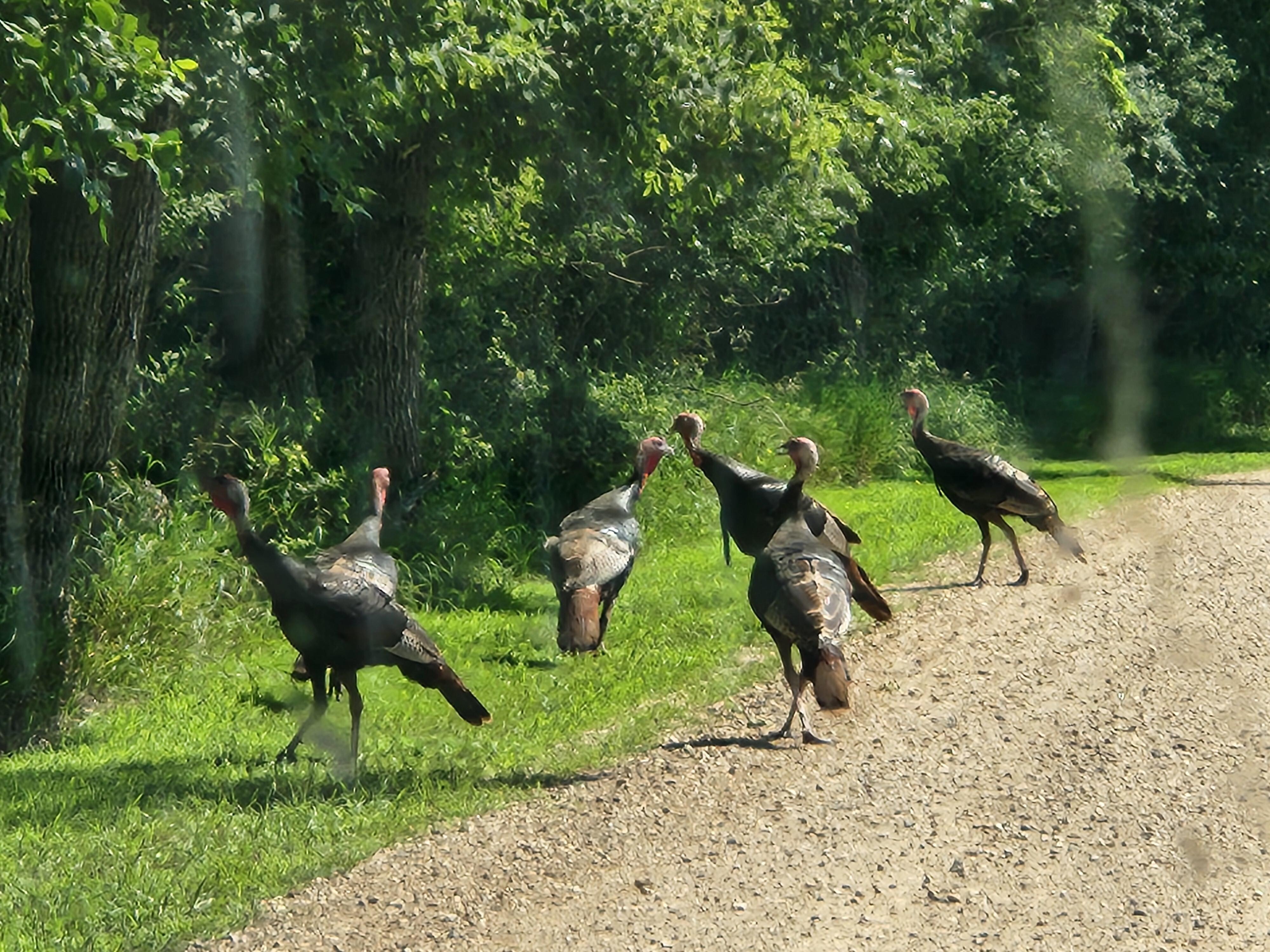 Turkeys at the entrance 