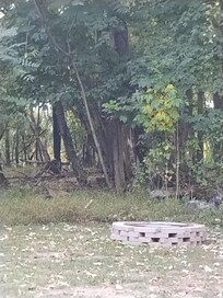 The front yard (partial view)
