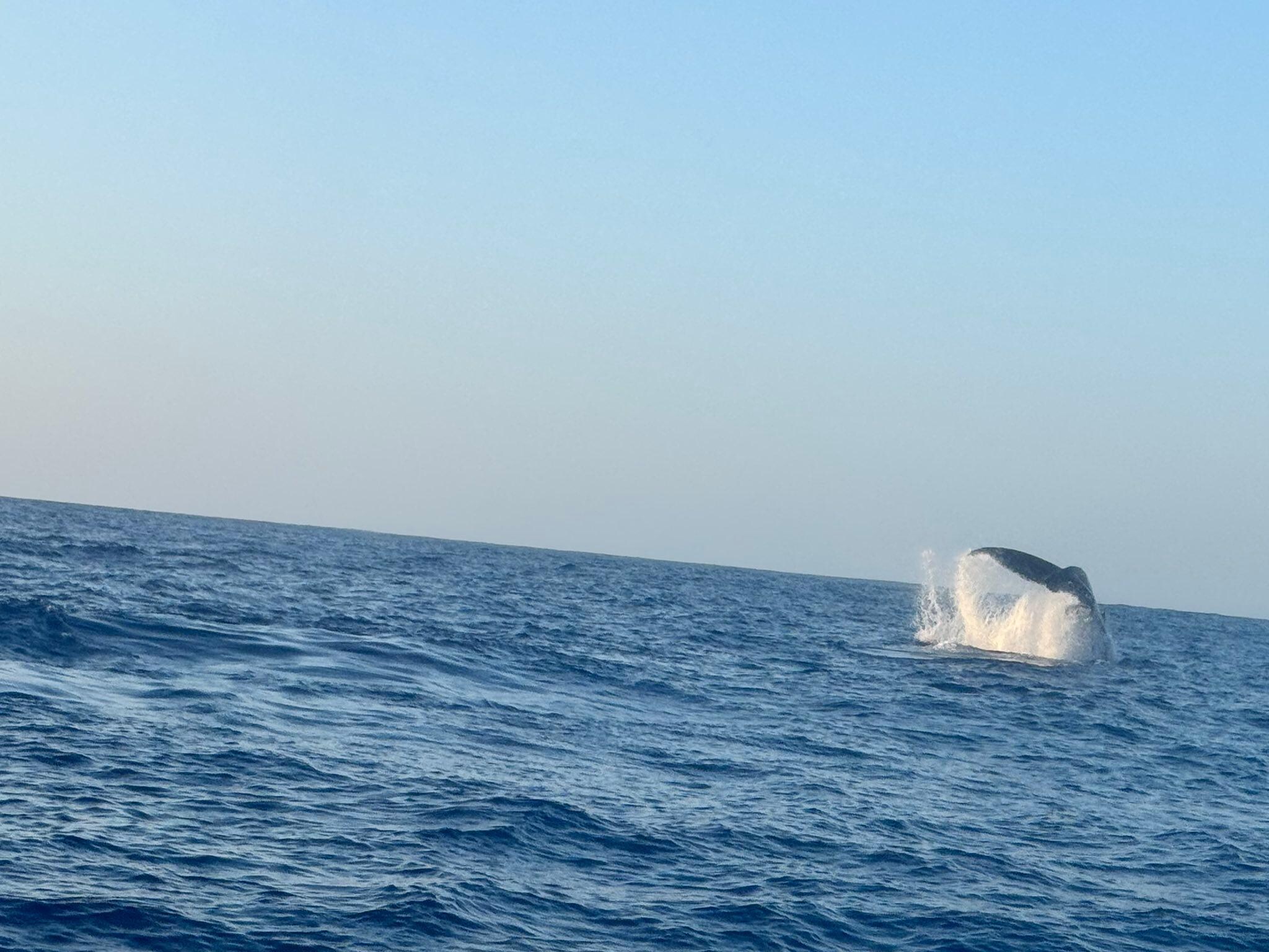 Whale watching eith Kona Snorkel Trips