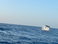 Whale watching eith Kona Snorkel Trips