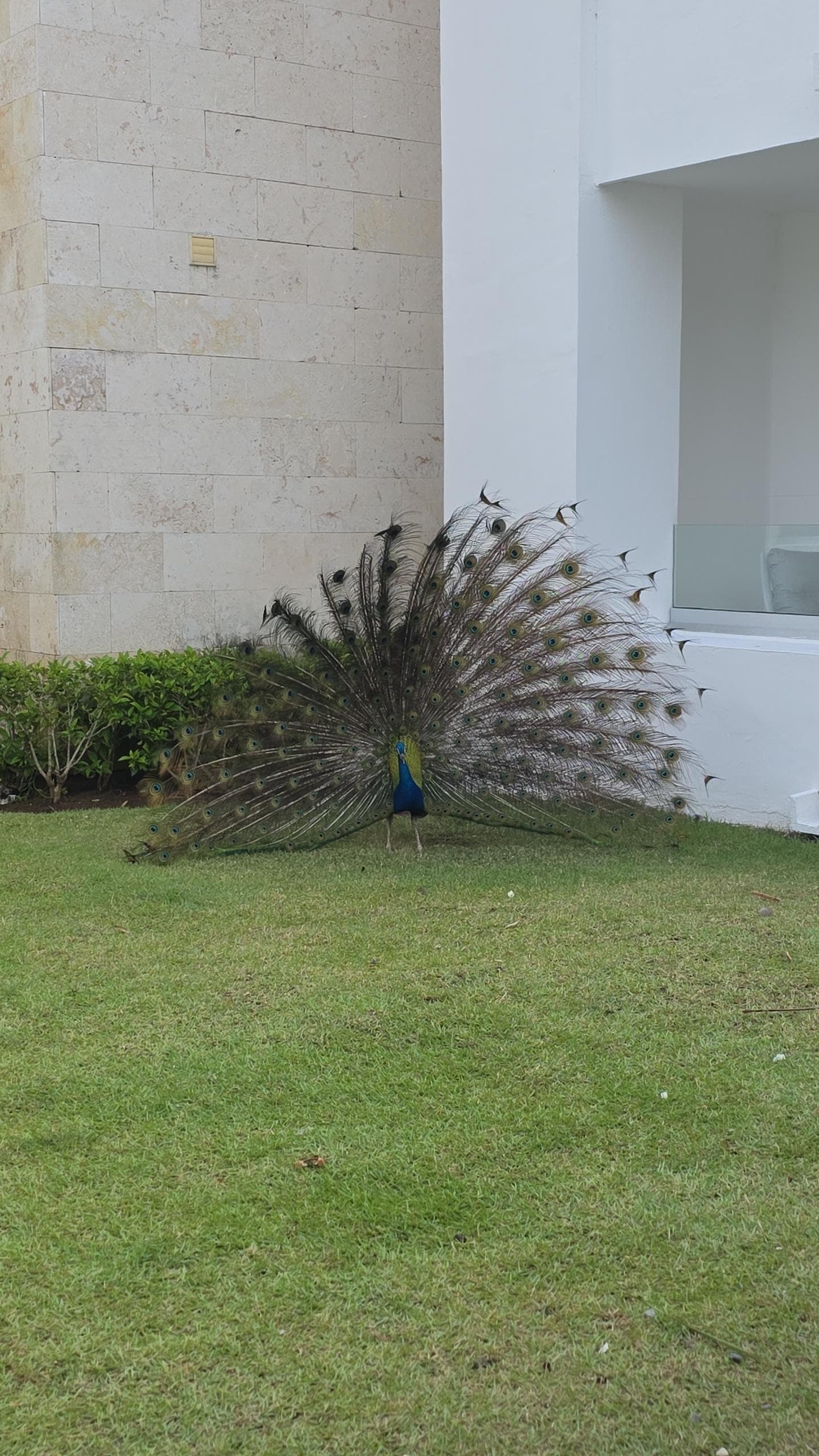 Peacock