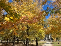 Autumn colours