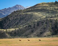 Hillside and elk between cabin and Gardiner.