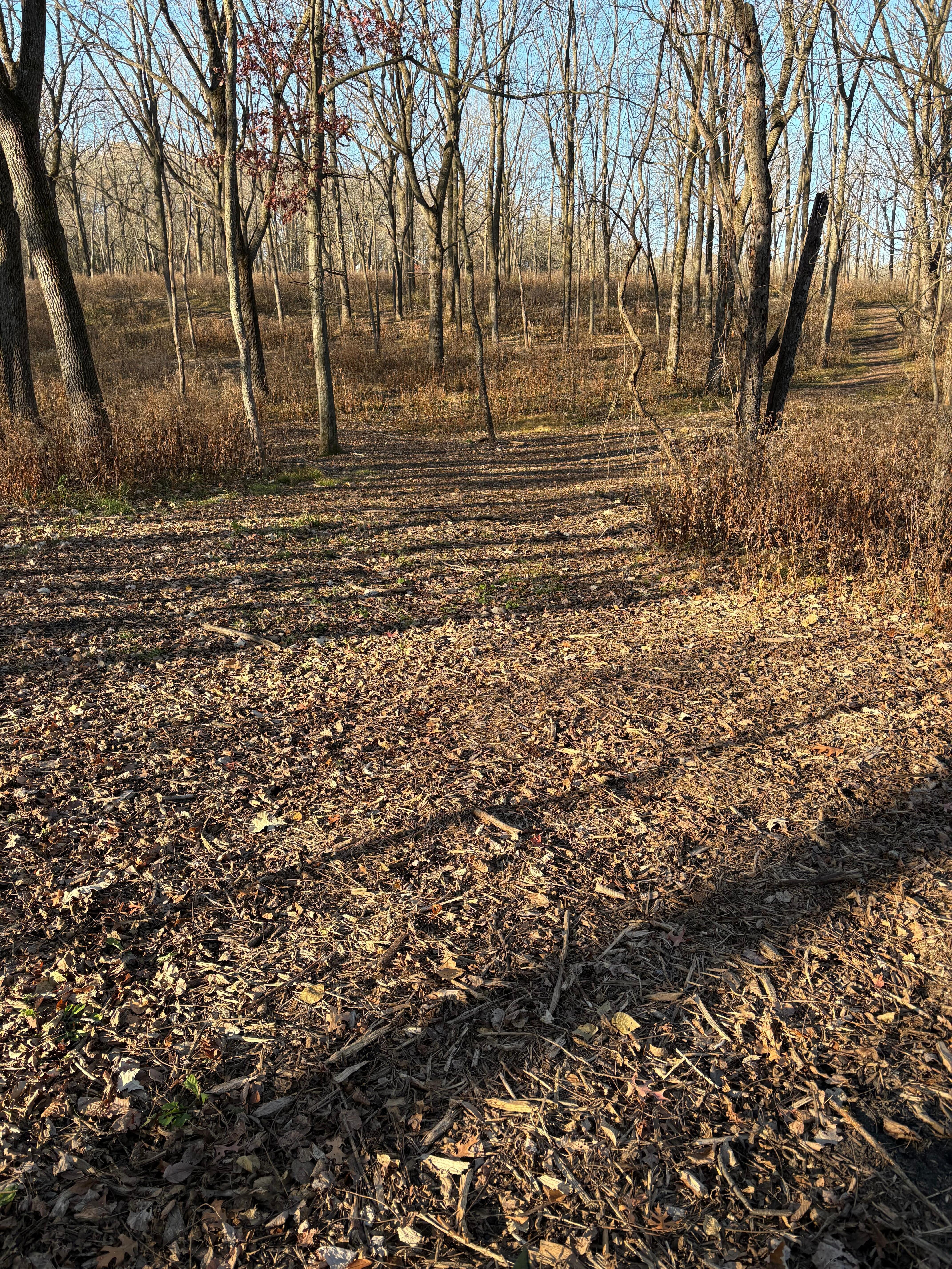 Park in neighborhood