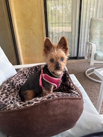 My dog Ava enjoyed the porch too