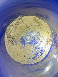 Ghost crabs