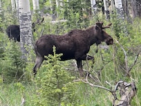 Up close in RMNP