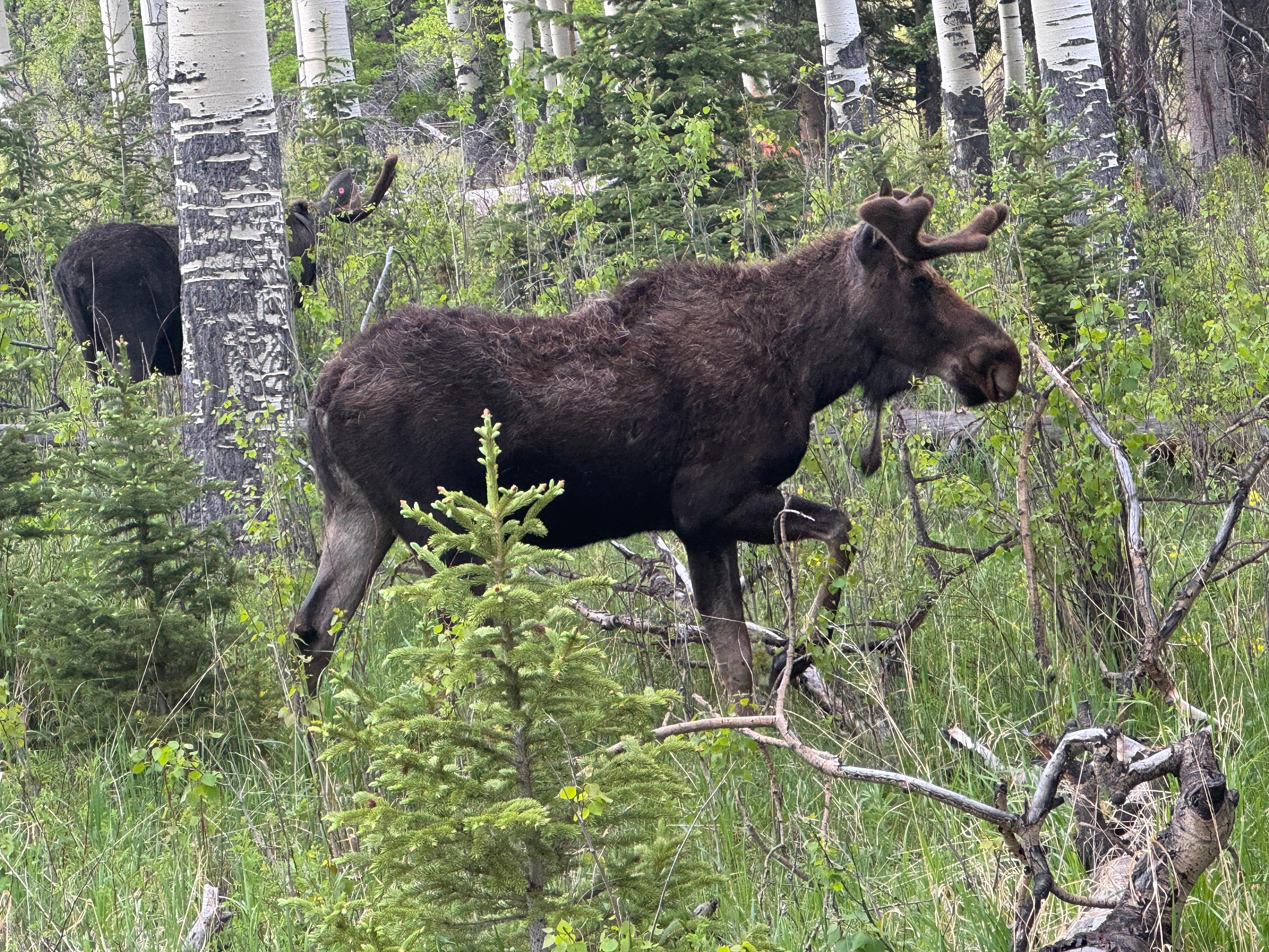Up close in RMNP