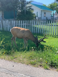 Wildlife in town