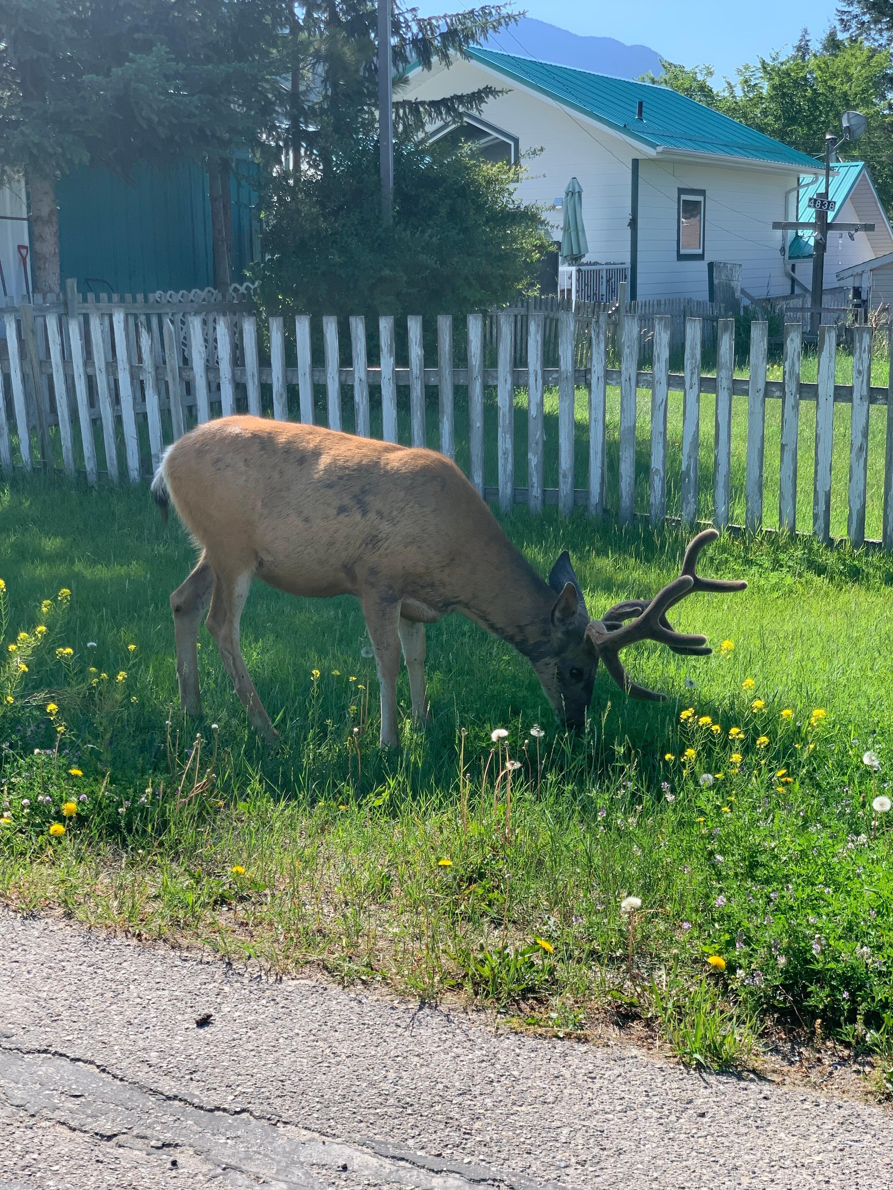 Wildlife in town