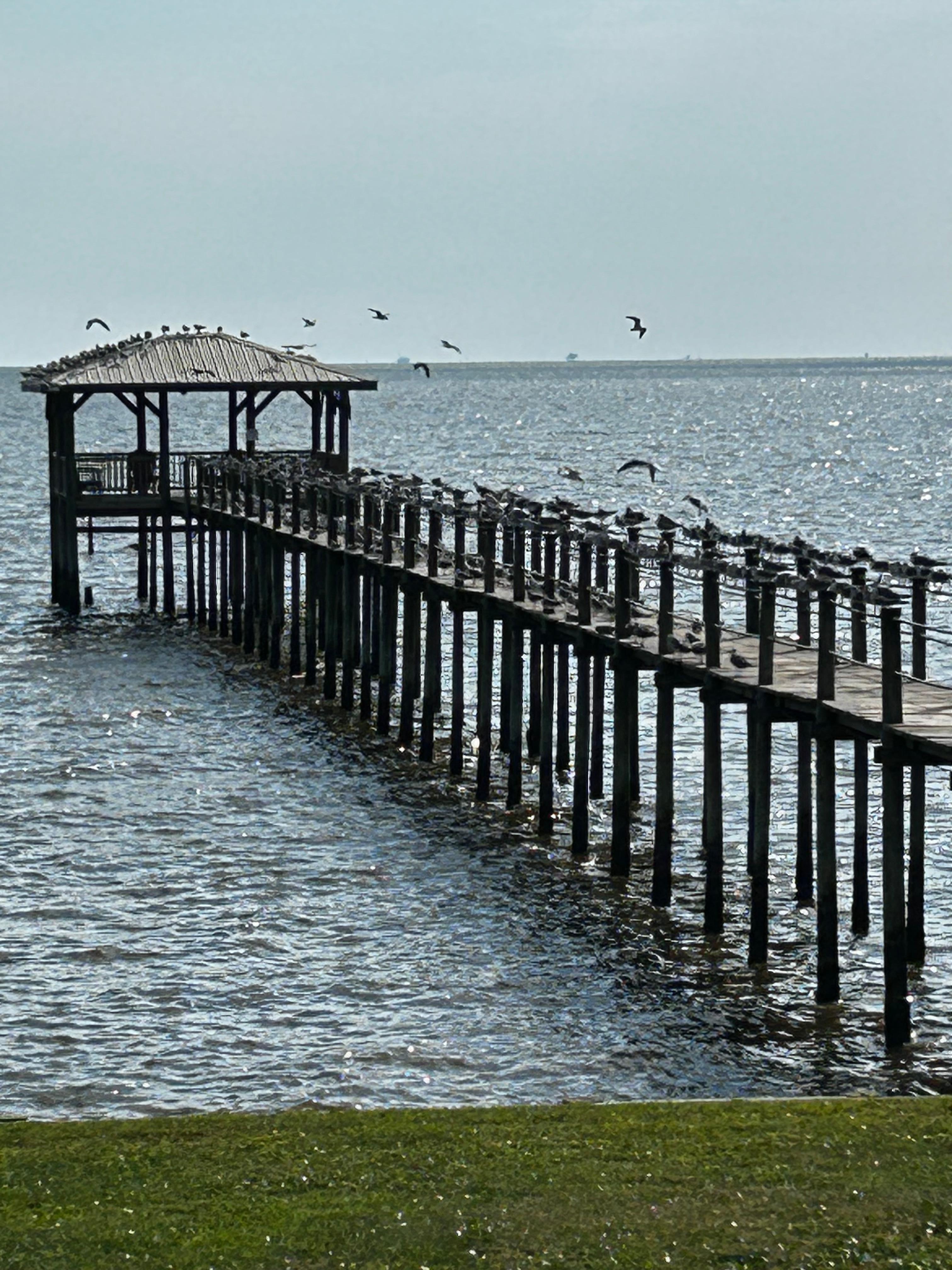 Seagulls lining the pier. 