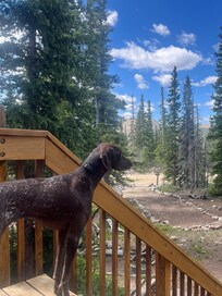 Dog enjoying the view and chipmunks