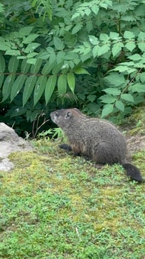 A river otter on the bank! Right in front of the balcony!