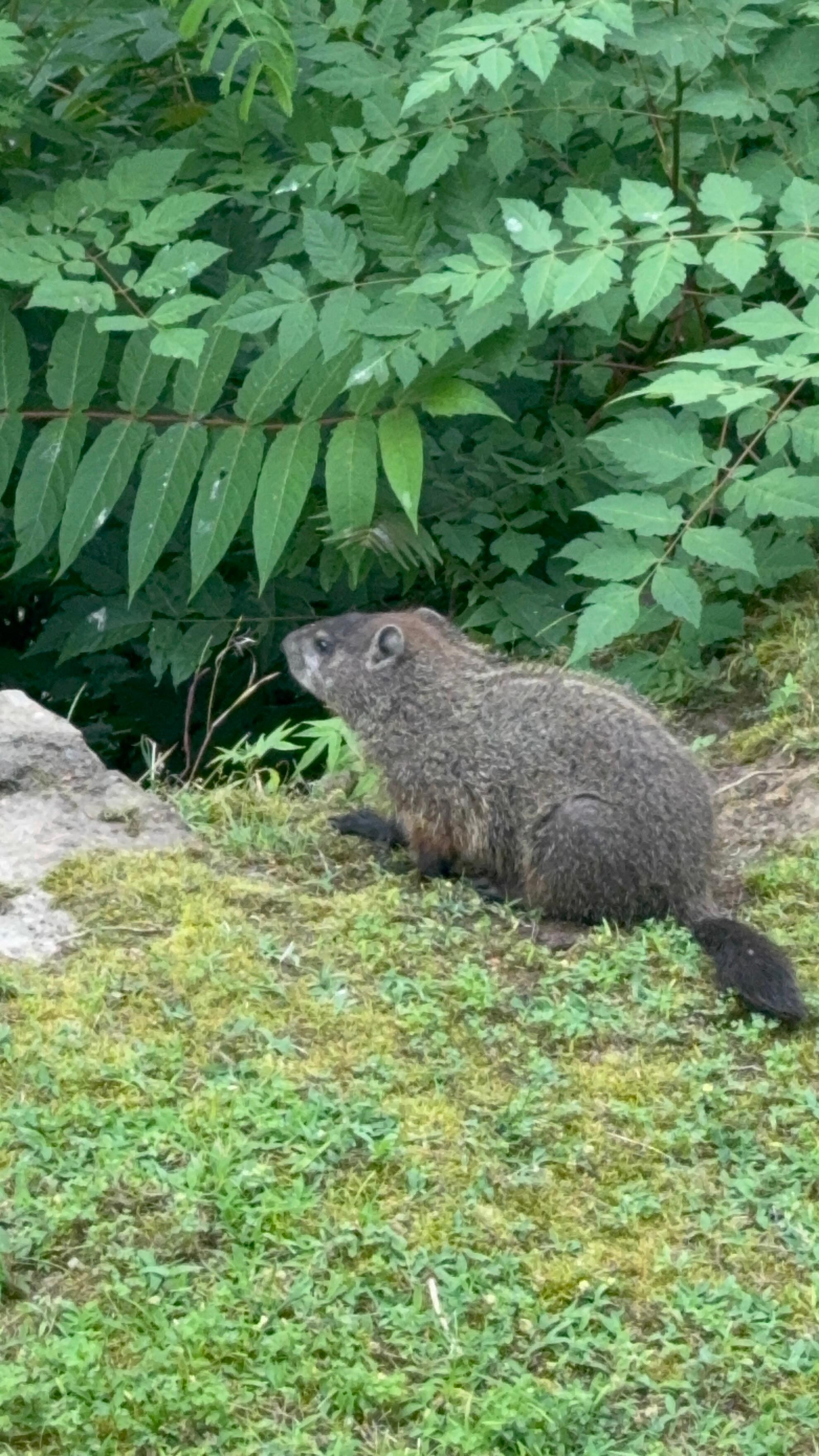 A river otter on the bank! Right in front of the balcony!