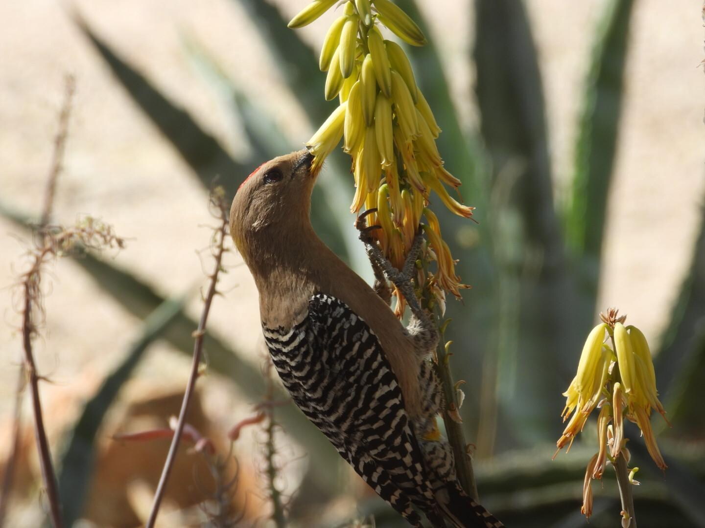 Gila Woodpecker
