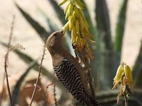 Gila Woodpecker