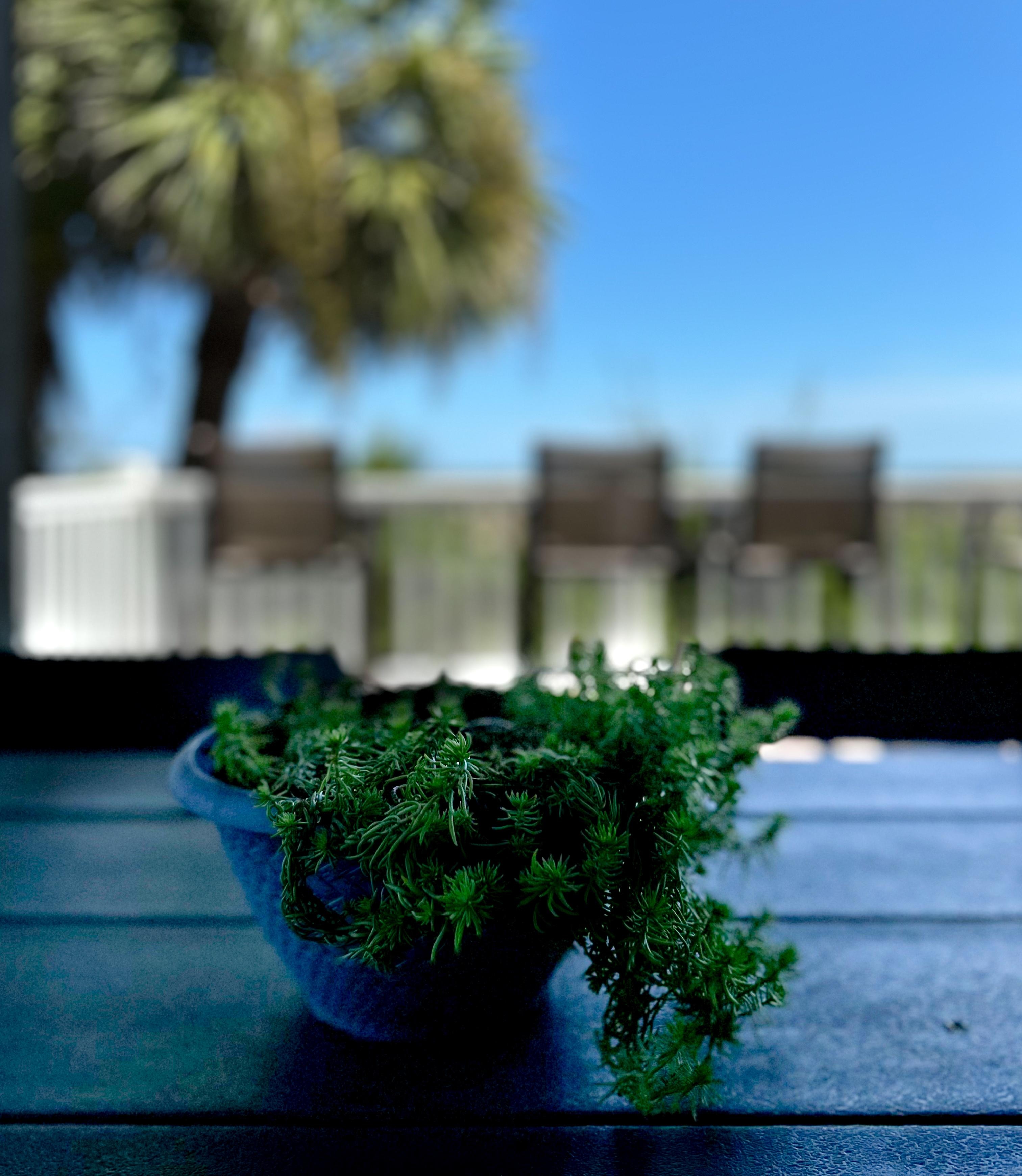 Breakfast with sunrise and a cute plant 