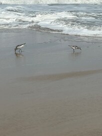 Sandpipers were fun to watch
