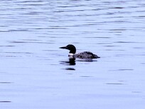 Loon