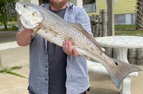 Red drum too large to keep.